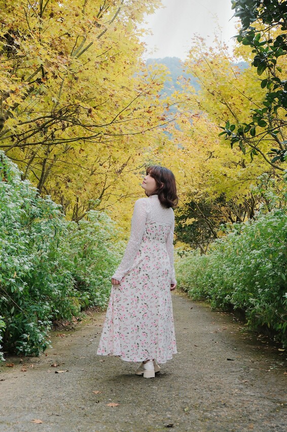 2023沐心泉黃金楓白雪木花季開跑|白雪花陸續滿開|配上超美黃金楓|搭上繡球花尾聲|年末限定美景盡收眼底! - 萍姐愛分享