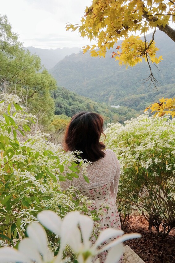 2023沐心泉黃金楓白雪木花季開跑|白雪花陸續滿開|配上超美黃金楓|搭上繡球花尾聲|年末限定美景盡收眼底! - 萍姐愛分享