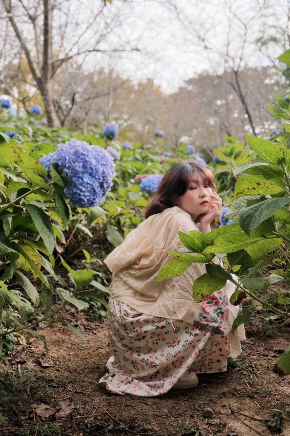 2023沐心泉黃金楓白雪木花季開跑|白雪花陸續滿開|配上超美黃金楓|搭上繡球花尾聲|年末限定美景盡收眼底! - 萍姐愛分享