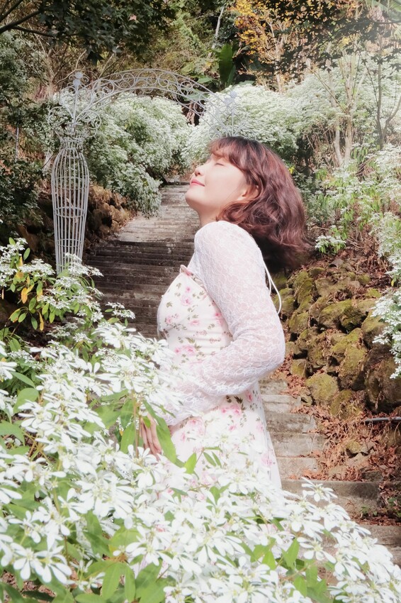 2023沐心泉黃金楓白雪木花季開跑|白雪花陸續滿開|配上超美黃金楓|搭上繡球花尾聲|年末限定美景盡收眼底! - 萍姐愛分享