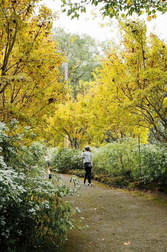 2023沐心泉黃金楓白雪木花季開跑|白雪花陸續滿開|配上超美黃金楓|搭上繡球花尾聲|年末限定美景盡收眼底! - 萍姐愛分享