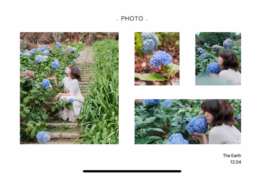 2023沐心泉黃金楓白雪木花季開跑|白雪花陸續滿開|配上超美黃金楓|搭上繡球花尾聲|年末限定美景盡收眼底! - 萍姐愛分享