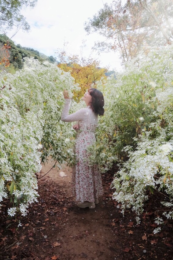 2023沐心泉黃金楓白雪木花季開跑|白雪花陸續滿開|配上超美黃金楓|搭上繡球花尾聲|年末限定美景盡收眼底! - 萍姐愛分享