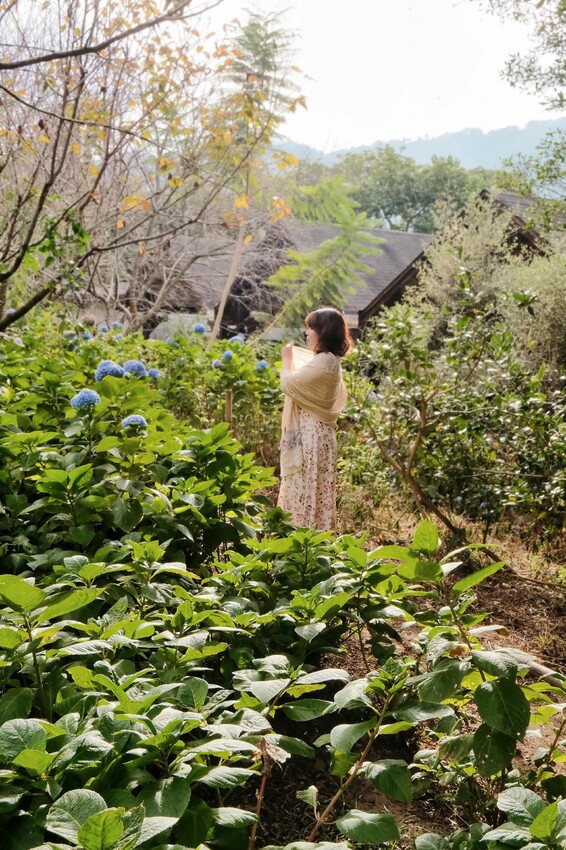 2023沐心泉黃金楓白雪木花季開跑|白雪花陸續滿開|配上超美黃金楓|搭上繡球花尾聲|年末限定美景盡收眼底! - 萍姐愛分享