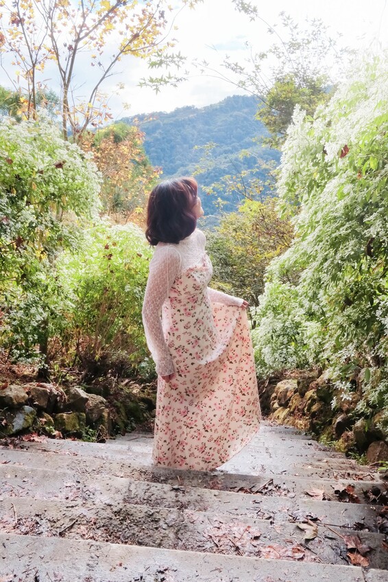 2023沐心泉黃金楓白雪木花季開跑|白雪花陸續滿開|配上超美黃金楓|搭上繡球花尾聲|年末限定美景盡收眼底! - 萍姐愛分享