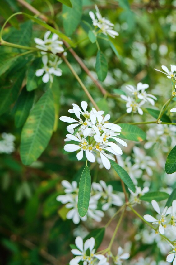 2023沐心泉黃金楓白雪木花季開跑|白雪花陸續滿開|配上超美黃金楓|搭上繡球花尾聲|年末限定美景盡收眼底! - 萍姐愛分享