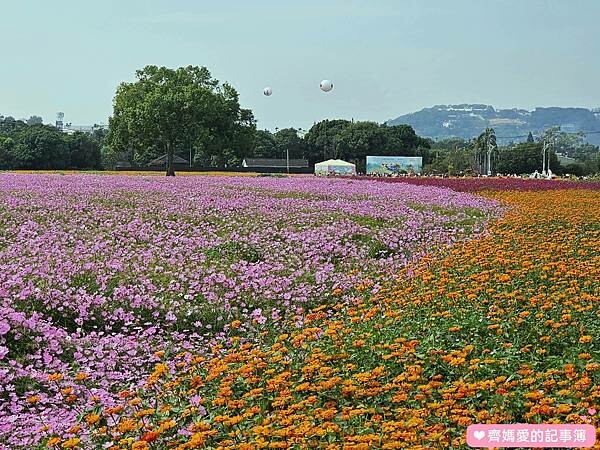 2023台中國際花毯節 / 新社花海