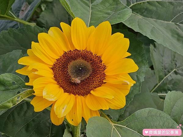 2023台中國際花毯節 / 新社花海