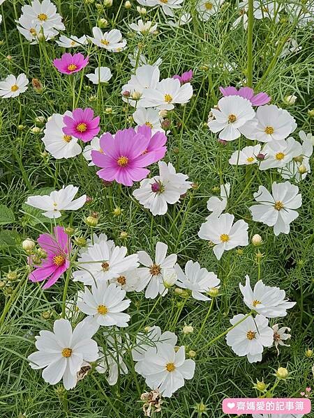 2023台中國際花毯節 / 新社花海