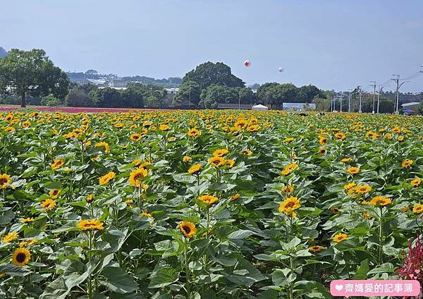 2023台中國際花毯節 / 新社花海