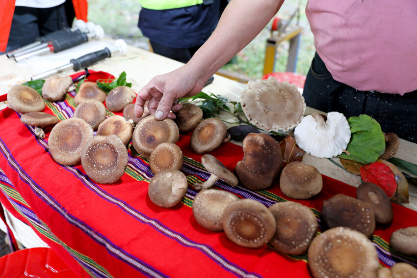 宜蘭旅遊|2023野山菇南澳香菇野餐節 全國段木香菇評鑑競賽、創意市集、DIY活動 - 奇奇一起玩樂趣