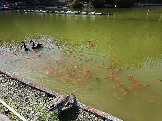 清境小瑞士花園| 清境旅遊必訪!北歐風情景觀.散心的好去處!