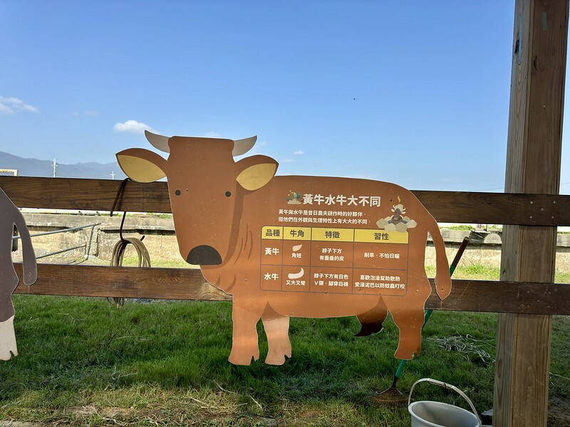 宜蘭壯圍 | 牛頭司體驗農場與牛零距離接觸；幫牛洗澡、餵食、刷毛、牽牛散步、體驗牛糞爆米花...等。（以牛