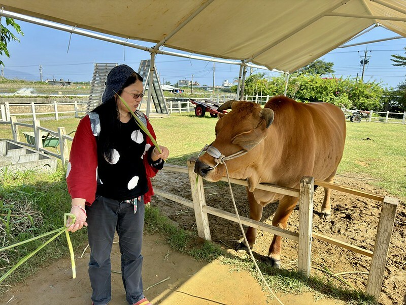 宜蘭壯圍 | 牛頭司體驗農場與牛零距離接觸；幫牛洗澡、餵食、刷毛、牽牛散步、體驗牛糞爆米花...等。（以牛