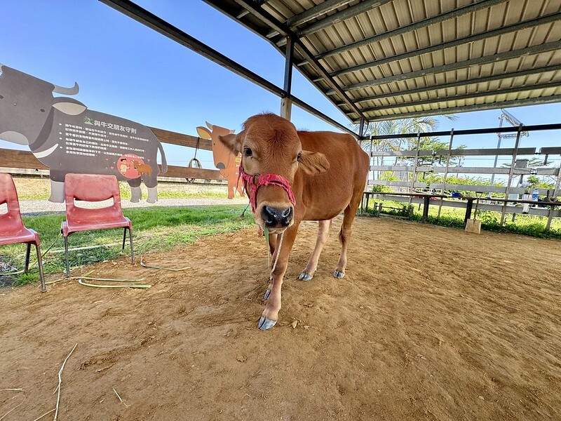 宜蘭壯圍 | 牛頭司體驗農場與牛零距離接觸；幫牛洗澡、餵食、刷毛、牽牛散步、體驗牛糞爆米花...等。（以牛