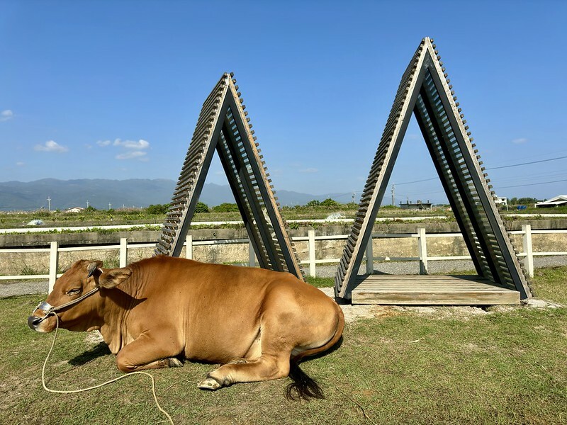 宜蘭壯圍 | 牛頭司體驗農場與牛零距離接觸；幫牛洗澡、餵食、刷毛、牽牛散步、體驗牛糞爆米花...等。（以牛