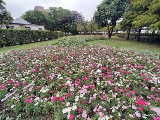 「2023士林官邸菊展 」(Shlin Residence Chryanthemum Festival ) series 7-1 , the exhibition is from Nov 24 to Dec 10, 2023 at Taipei, Taiwan.