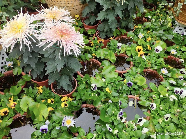 「2023士林官邸菊展 」(Shlin Residence Chryanthemum Festival ) series 7-2 , the exhibition is from Nov 24 to Dec 10, 2023 at Taipei, Taiwan.