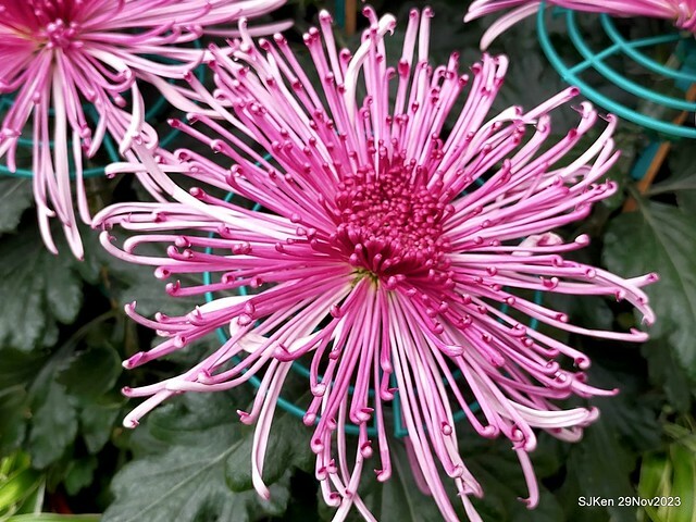 「2023士林官邸菊展 」(Shlin Residence Chryanthemum Festival ) series 7-1 , the exhibition is from Nov 24 to Dec 10, 2023 at Taipei, Taiwan.