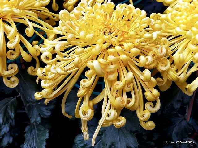 「2023士林官邸菊展 」(Shlin Residence Chryanthemum Festival ) series 7-1 , the exhibition is from Nov 24 to Dec 10, 2023 at Taipei, Taiwan.