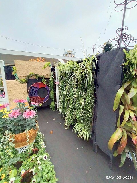 「2023士林官邸菊展 」(Shlin Residence Chryanthemum Festival ) series 7-2 , the exhibition is from Nov 24 to Dec 10, 2023 at Taipei, Taiwan.