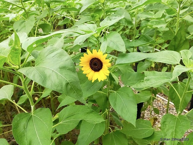 「2023士林官邸菊展 」(Shlin Residence Chryanthemum Festival ) series 7-1 , the exhibition is from Nov 24 to Dec 10, 2023 at Taipei, Taiwan.