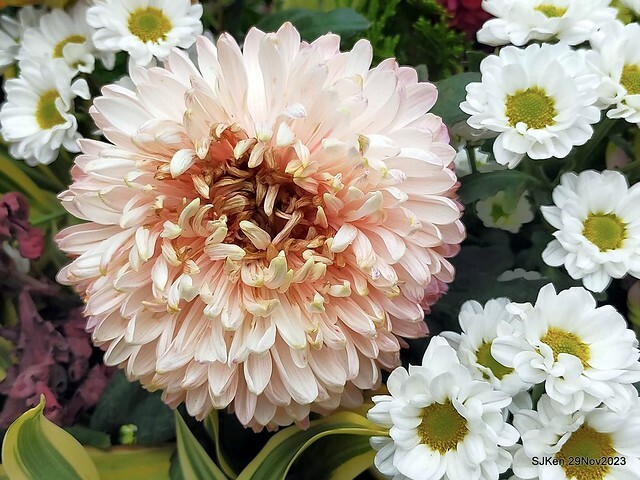 「2023士林官邸菊展 」(Shlin Residence Chryanthemum Festival ) series 7-2 , the exhibition is from Nov 24 to Dec 10, 2023 at Taipei, Taiwan.