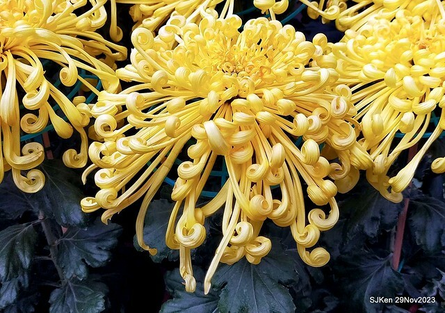 「2023士林官邸菊展 」(Shlin Residence Chryanthemum Festival ) series 7-1 , the exhibition is from Nov 24 to Dec 10, 2023 at Taipei, Taiwan.