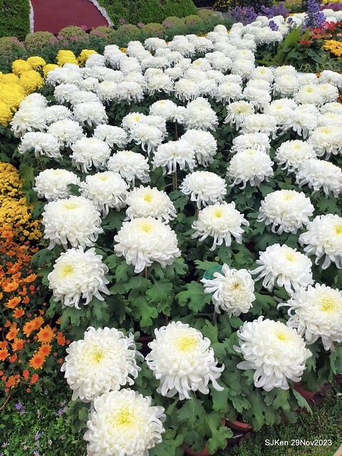 「2023士林官邸菊展 」(Shlin Residence Chryanthemum Festival ) series 7-1 , the exhibition is from Nov 24 to Dec 10, 2023 at Taipei, Taiwan.