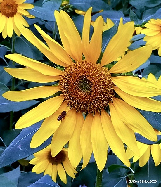 「2023士林官邸菊展 」(Shlin Residence Chryanthemum Festival ) series 7-1 , the exhibition is from Nov 24 to Dec 10, 2023 at Taipei, Taiwan.