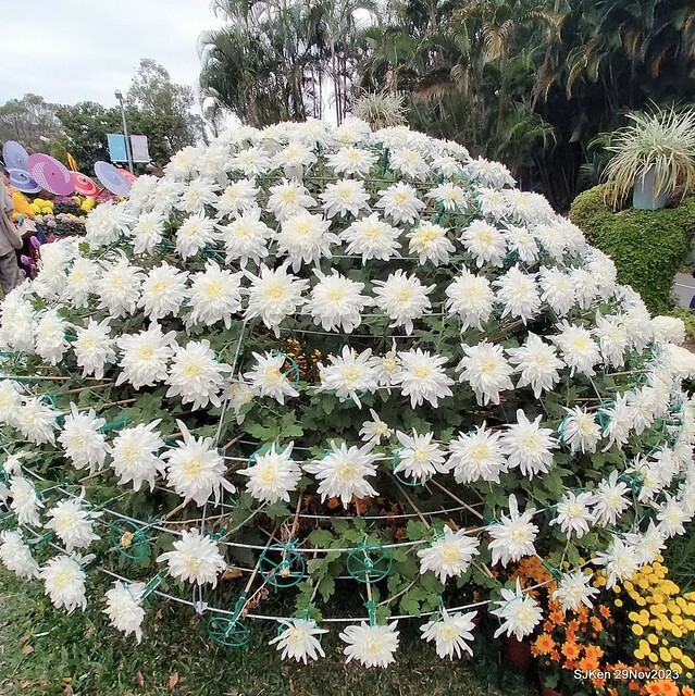 「2023士林官邸菊展 」(Shlin Residence Chryanthemum Festival ) series 7-2 , the exhibition is from Nov 24 to Dec 10, 2023 at Taipei, Taiwan.