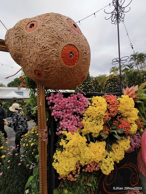 「2023士林官邸菊展 」(Shlin Residence Chryanthemum Festival ) series 7-2 , the exhibition is from Nov 24 to Dec 10, 2023 at Taipei, Taiwan.