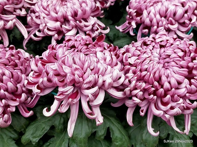 「2023士林官邸菊展 」(Shlin Residence Chryanthemum Festival ) series 7-1 , the exhibition is from Nov 24 to Dec 10, 2023 at Taipei, Taiwan.