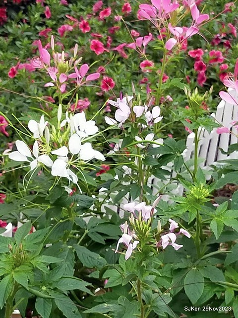 「2023士林官邸菊展 」(Shlin Residence Chryanthemum Festival ) series 7-1 , the exhibition is from Nov 24 to Dec 10, 2023 at Taipei, Taiwan.