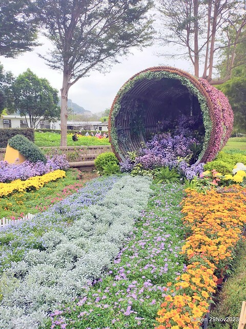 「2023士林官邸菊展 」(Shlin Residence Chryanthemum Festival ) series 7-1 , the exhibition is from Nov 24 to Dec 10, 2023 at Taipei, Taiwan.