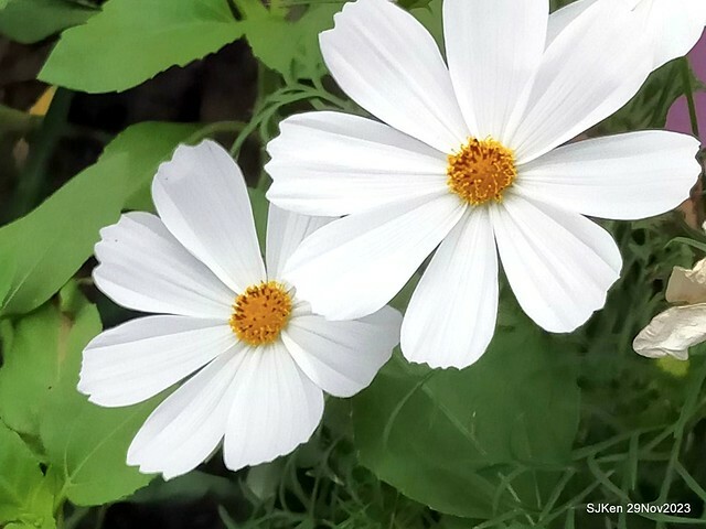 「2023士林官邸菊展 」(Shlin Residence Chryanthemum Festival ) series 7-1 , the exhibition is from Nov 24 to Dec 10, 2023 at Taipei, Taiwan.