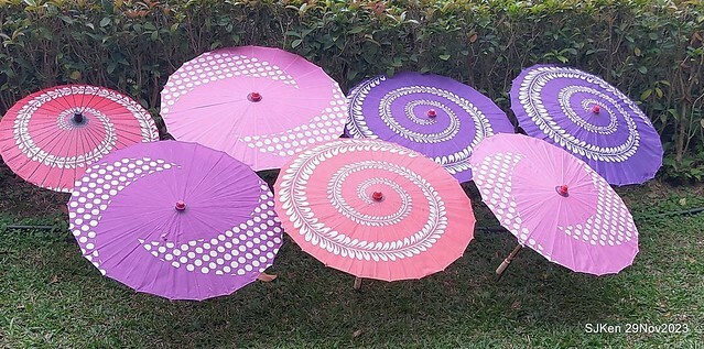 「2023士林官邸菊展 」(Shlin Residence Chryanthemum Festival ) series 7-2 , the exhibition is from Nov 24 to Dec 10, 2023 at Taipei, Taiwan.