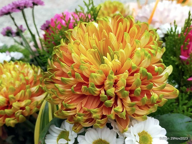 「2023士林官邸菊展 」(Shlin Residence Chryanthemum Festival ) series 7-2 , the exhibition is from Nov 24 to Dec 10, 2023 at Taipei, Taiwan.