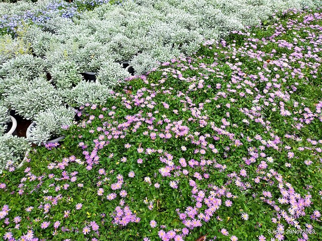 「2023士林官邸菊展 」(Shlin Residence Chryanthemum Festival ) series 7-1 , the exhibition is from Nov 24 to Dec 10, 2023 at Taipei, Taiwan.