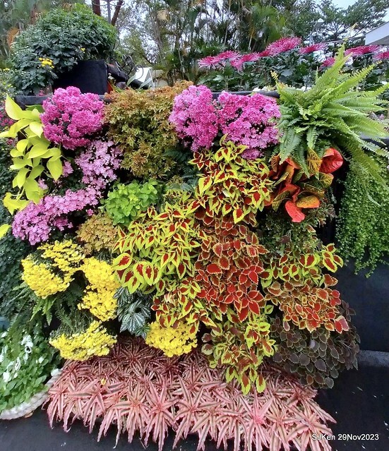 「2023士林官邸菊展 」(Shlin Residence Chryanthemum Festival ) series 7-2 , the exhibition is from Nov 24 to Dec 10, 2023 at Taipei, Taiwan.