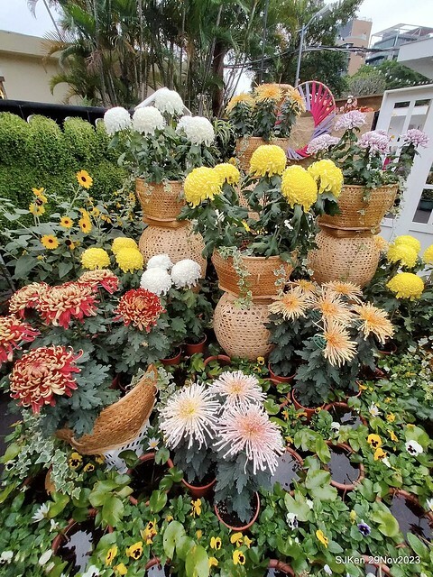 「2023士林官邸菊展 」(Shlin Residence Chryanthemum Festival ) series 7-2 , the exhibition is from Nov 24 to Dec 10, 2023 at Taipei, Taiwan.