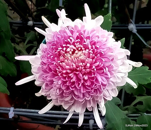 「2023士林官邸菊展 」(Shlin Residence Chryanthemum Festival ) series 7-1 , the exhibition is from Nov 24 to Dec 10, 2023 at Taipei, Taiwan.