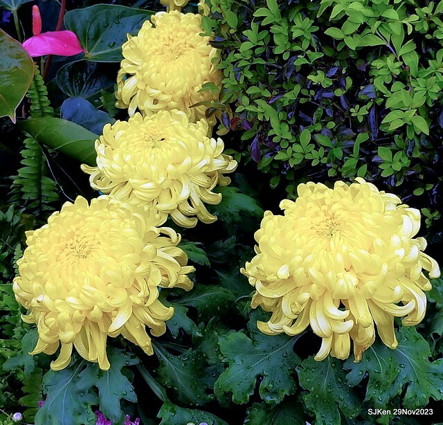 「2023士林官邸菊展 」(Shlin Residence Chryanthemum Festival ) series 7-1 , the exhibition is from Nov 24 to Dec 10, 2023 at Taipei, Taiwan.