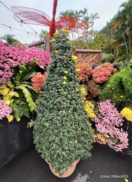 「2023士林官邸菊展 」(Shlin Residence Chryanthemum Festival ) series 7-2 , the exhibition is from Nov 24 to Dec 10, 2023 at Taipei, Taiwan.