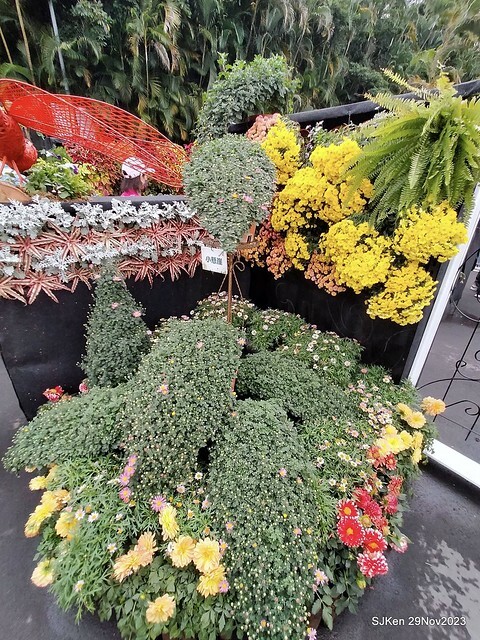 「2023士林官邸菊展 」(Shlin Residence Chryanthemum Festival ) series 7-2 , the exhibition is from Nov 24 to Dec 10, 2023 at Taipei, Taiwan.