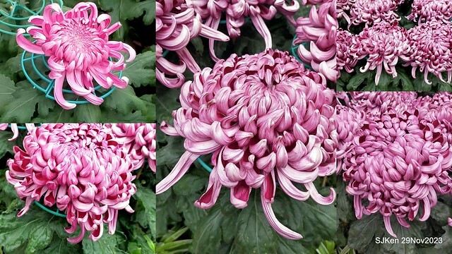 「2023士林官邸菊展 」(Shlin Residence Chryanthemum Festival ) series 7-1 , the exhibition is from Nov 24 to Dec 10, 2023 at Taipei, Taiwan.