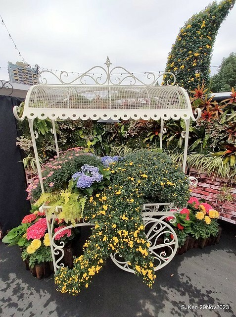 「2023士林官邸菊展 」(Shlin Residence Chryanthemum Festival ) series 7-2 , the exhibition is from Nov 24 to Dec 10, 2023 at Taipei, Taiwan.