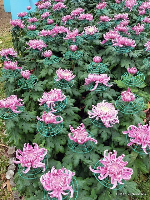 「2023士林官邸菊展 」(Shlin Residence Chryanthemum Festival ) series 7-1 , the exhibition is from Nov 24 to Dec 10, 2023 at Taipei, Taiwan.