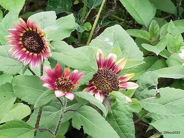 「2023士林官邸菊展 」(Shlin Residence Chryanthemum Festival ) series 7-1 , the exhibition is from Nov 24 to Dec 10, 2023 at Taipei, Taiwan.