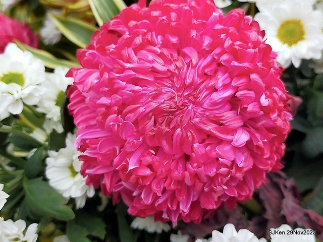 「2023士林官邸菊展 」(Shlin Residence Chryanthemum Festival ) series 7-2 , the exhibition is from Nov 24 to Dec 10, 2023 at Taipei, Taiwan.